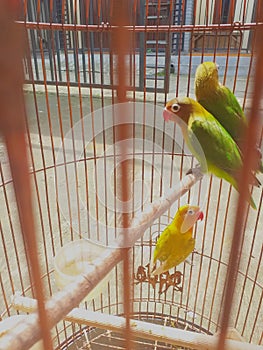 three very beautiful lovebirds in a cage, with a mixture of green, yellow, orange and red beaks