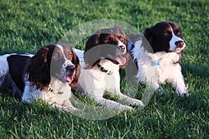 Three very cute liver and white pet dogs lying down together