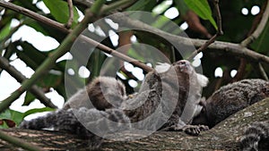 Three very cute long tailed marmosets grooming each other on a thick brown branch in a tree