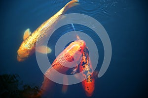 Three vibrant colorful variety of Japanese Koi in deep blue water