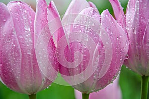 Three vibrant pink tulips in the garden with water drops, freshness after rain, nature concept, colorful blurred background