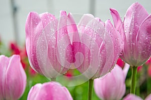Three vibrant pink tulips in the garden with water drops, freshness after rain, nature concept, colorful blurred background