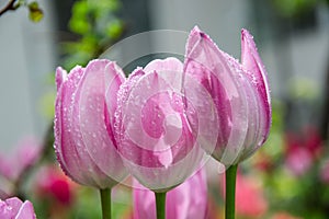 Three vibrant pink tulips in the garden with water drops, freshness after rain, nature concept, colorful blurred background