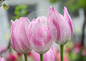 Three vibrant pink tulips in the garden with water drops, freshness after rain, nature concept, colorful blurred background