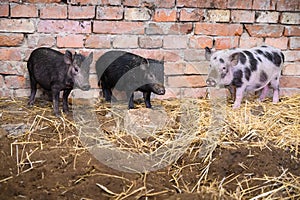Three Vietnamese mini pigs in front of brick wall of pig pen