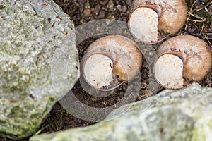 Three vine snails in a snail shell.