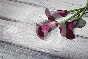 Three violet callas lie on a wooden table, space for text