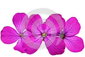 Three violet flowers.Closeup on white background. Isolated .