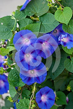 Three violet flowers of Ipomoea purpurea