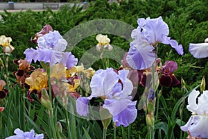 Three violet flowers of irises in the garden