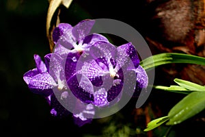 Three violet orchids in greenhouse