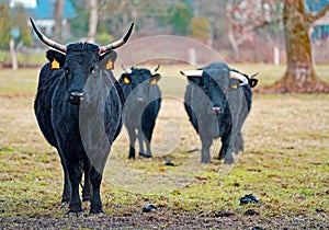 Three visible black Dexter cows and one hidden.
