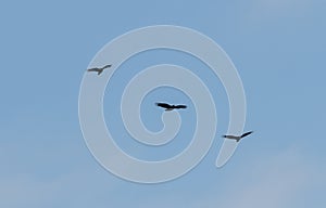 Three vultures soaring in sky