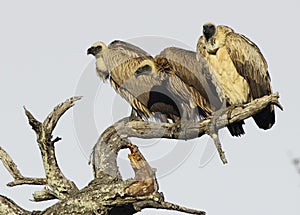 Three Vultures on a tree photo