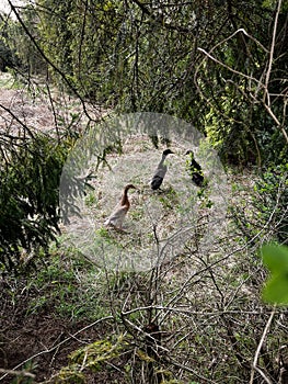 Three walking ducks, two black and one gray