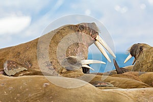 Three walruses odobenus rosmarus with tusks lying on ground, b