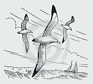 Three wandering albatrosses diomedea exulans flying over the sea