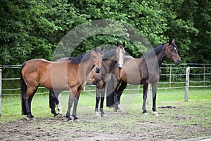 Three Warmblood Horses on pasture