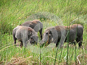 Three warthogs seeking food