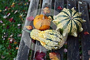 Three warty and colourful ornamental gourds among autumnal leave