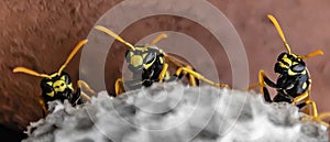 three wasps sit on top of a wasp nest