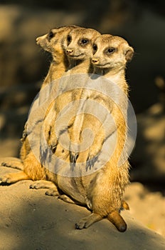 Three watchful meerkats standing guard at morning