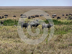 Three Water buffalos