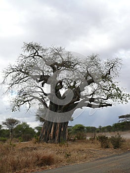 Three Water buffalosBapbab Tree in the Serengeti National Park