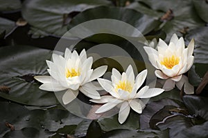 Three water lilies Nymphaea in a pond