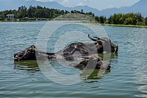 Three water oxes buffalos near Hai Van Pass