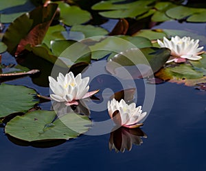 Three waterlily blooms in the summer