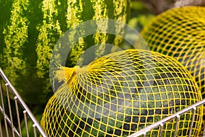 Three watermelons in a grid on the store counter