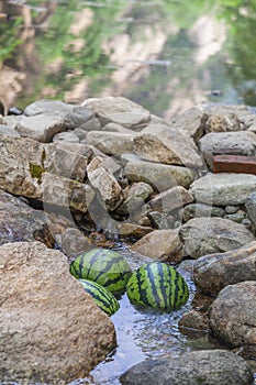 three Watermelons soaked in a stream