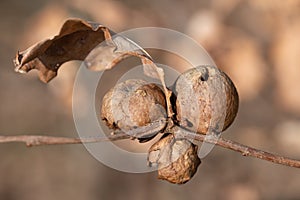 Three weathered galls grow on the branch of an oak tree. The round fruits are partially decayed. A dry oak leaf hangs on the