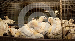 Three-week chickens at the poultry farm