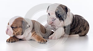 Three week old bulldog puppies