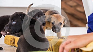 Three week old puppy playing with siblings