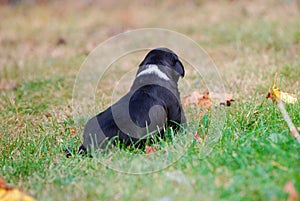 three weeks mixed breed puppy on a grass in autumn