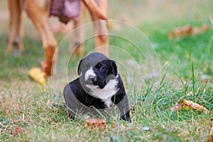 three weeks mixed breed puppy on a grass in autumn