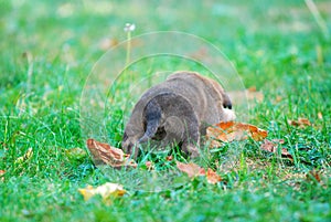 three weeks mixed breed puppy on a grass in autumn