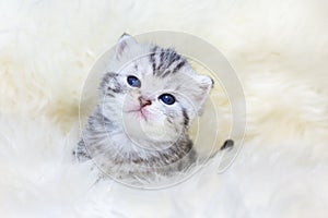 Three weeks old young cat sitting on sheep fur