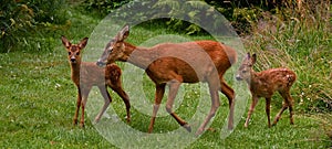 Three weeks young wild Roe deer, Capreolus capreolus