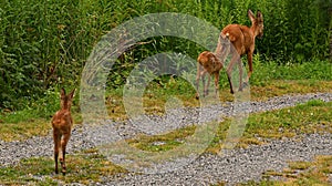 Three weeks young wild Roe deer, Capreolus capreolus