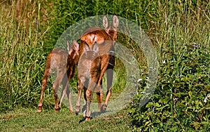 Three weeks young wild Roe deer, Capreolus capreolus