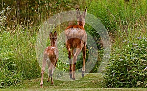 Three weeks young wild Roe deer, Capreolus capreolus