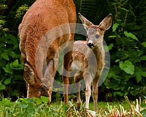 Three weeks young wild Roe deer, Capreolus capreolus