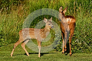 Three weeks young wild Roe deer, Capreolus capreolus