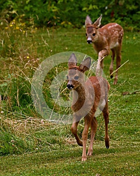 Three weeks young wild Roe deer, Capreolus capreolus