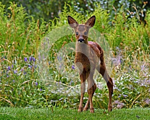 Three weeks young wild Roe deer, Capreolus capreolus