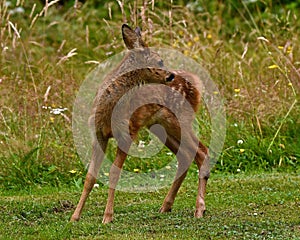 Three weeks young wild Roe deer, Capreolus capreolus